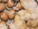 Waste to Wealth: Unlocking Alternative Feed Resources for Poultry