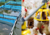 Indian Aqua Player Diversifies into Poultry