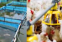 Indian Aqua Player Diversifies into Poultry