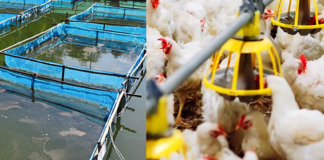 Indian Aqua Player Diversifies into Poultry
