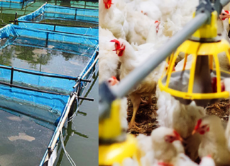 Indian Aqua Player Diversifies into Poultry
