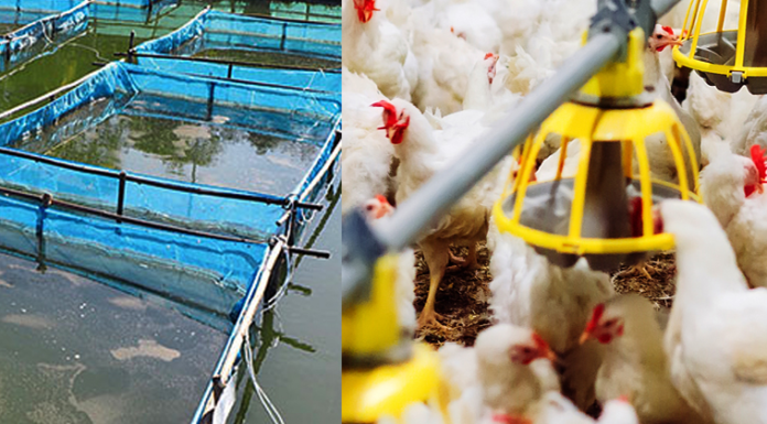 Indian Aqua Player Diversifies into Poultry