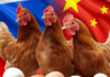 China’s Rising Poultry Exports Transform Asia’s Protein Trade