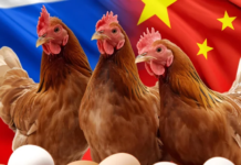 China’s Rising Poultry Exports Transform Asia’s Protein Trade