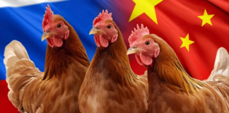 China’s Rising Poultry Exports Transform Asia’s Protein Trade