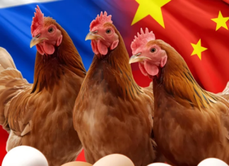 China’s Rising Poultry Exports Transform Asia’s Protein Trade