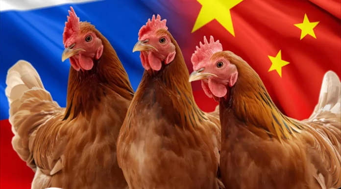 China’s Rising Poultry Exports Transform Asia’s Protein Trade