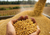India’s Soybean Meal Exports Plunge 63% in March Amid High Prices and West Asia Conflict