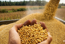 India’s Soybean Meal Exports Plunge 63% in March Amid High Prices and West Asia Conflict