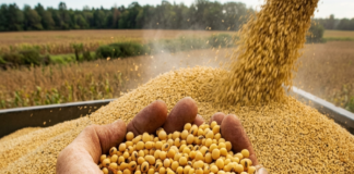 India’s Soybean Meal Exports Plunge 63% in March Amid High Prices and West Asia Conflict