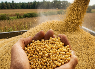 India’s Soybean Meal Exports Plunge 63% in March Amid High Prices and West Asia Conflict