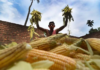 Telangana Farmers Pivot to Maize Amid Changing Market Dynamics
