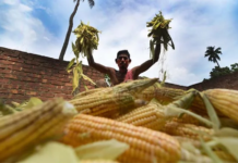Telangana Farmers Pivot to Maize Amid Changing Market Dynamics