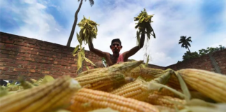 Telangana Farmers Pivot to Maize Amid Changing Market Dynamics