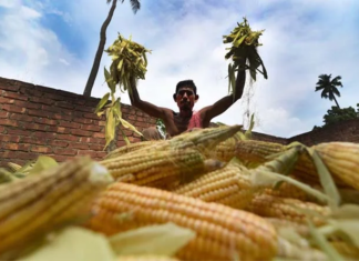 Telangana Farmers Pivot to Maize Amid Changing Market Dynamics