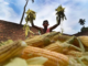 Telangana Farmers Pivot to Maize Amid Changing Market Dynamics