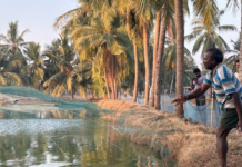 Shrimp Health Foundation Launched to Strengthen Disease Research and Industry Collaboration