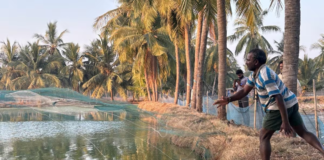 Shrimp Health Foundation Launched to Strengthen Disease Research and Industry Collaboration