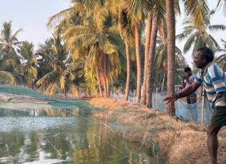 Shrimp Health Foundation Launched to Strengthen Disease Research and Industry Collaboration