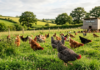 Pasture-Raised Poultry Market to Reach $15.5 Billion by 2033
