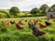 Pasture-Raised Poultry Market to Reach $15.5 Billion by 2033