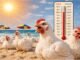 Advanced Summer Stress Management in Broilers