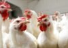 Transition in Poultry Stress Management: From Traditional Remedies to Chromium-Based Solutions