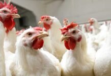 Transition in Poultry Stress Management: From Traditional Remedies to Chromium-Based Solutions