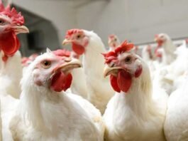 Transition in Poultry Stress Management: From Traditional Remedies to Chromium-Based Solutions