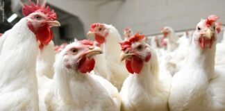 Transition in Poultry Stress Management: From Traditional Remedies to Chromium-Based Solutions