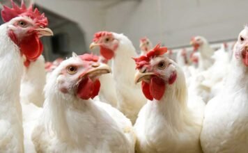 Transition in Poultry Stress Management: From Traditional Remedies to Chromium-Based Solutions