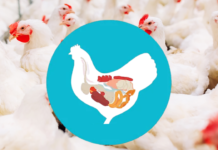 Key Takeaways from Gut Health Forum 2026: Gut to Immunity in Poultry