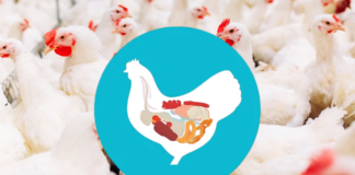 Key Takeaways from Gut Health Forum 2026: Gut to Immunity in Poultry