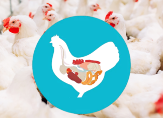 Key Takeaways from Gut Health Forum 2026: Gut to Immunity in Poultry
