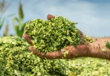 Advancing Fodder Security Through Silage Maize Innovation in India