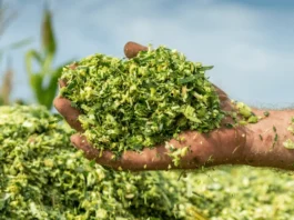 Advancing Fodder Security Through Silage Maize Innovation in India