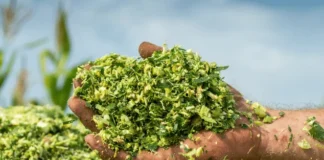 Advancing Fodder Security Through Silage Maize Innovation in India