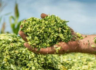 Advancing Fodder Security Through Silage Maize Innovation in India