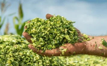 Advancing Fodder Security Through Silage Maize Innovation in India