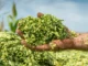 Advancing Fodder Security Through Silage Maize Innovation in India