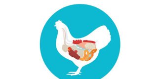 Key Takeaways from Gut Health Forum 2026: Gut to Immunity in Poultry
