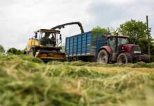 BIS Introduces Indian Standard for Maize Silage as Livestock Fodder