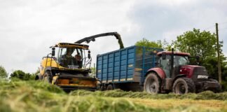 BIS Introduces Indian Standard for Maize Silage as Livestock Fodder