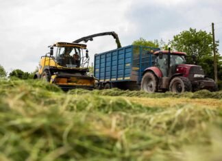 BIS Introduces Indian Standard for Maize Silage as Livestock Fodder