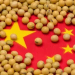 China’s Plan to Reduce Soybean Meal Use Raises Concerns for Brazilian Exports