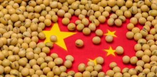 China’s Plan to Reduce Soybean Meal Use Raises Concerns for Brazilian Exports
