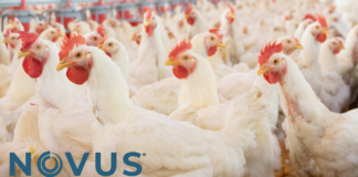 NOVUS to Highlight the Role of Nutrition in Advancing Coccidiosis Programs at ICC 2026