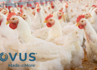NOVUS to Highlight the Role of Nutrition in Advancing Coccidiosis Programs at ICC 2026