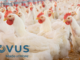 NOVUS to Highlight the Role of Nutrition in Advancing Coccidiosis Programs at ICC 2026