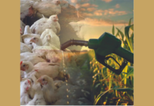 Rising Feed Costs: How Ethanol By-Product DDGS is Saving Poultry Farmers’ Profits